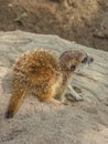 The little cub meerkat Suricata suricatta sits on a large rock Royalty Free Stock Photo