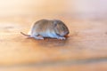 a little cub mouse, a baby vole on a wooden plank Royalty Free Stock Photo