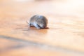 a little cub mouse, a baby vole on a wooden plank Royalty Free Stock Photo