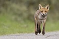 Little cub red fox Royalty Free Stock Photo