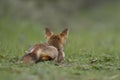 Little cub red fox Royalty Free Stock Photo