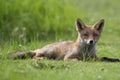 Little cub red fox Royalty Free Stock Photo