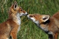 Little cub red foxes