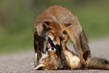 Little cub red foxes Royalty Free Stock Photo