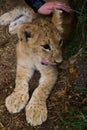 Lion cub