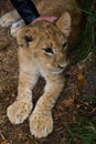 Lion cub