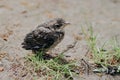 Little cuckoo chick in the forest in nature Royalty Free Stock Photo