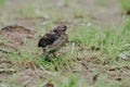 Little cuckoo chick in the forest in nature