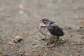 Little cuckoo chick in the Park closeup Royalty Free Stock Photo