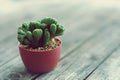 Little cuctus pot plant with blooming flower on wood table with blur green garden background Royalty Free Stock Photo