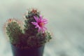 Little cuctus pot plant with blooming flower on wood table with blur green garden background Royalty Free Stock Photo