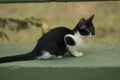 Little curious cat staring and playing around. Beautiful eyes. Royalty Free Stock Photo