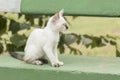 Little curious cat staring and playing around. Beautiful eyes. Royalty Free Stock Photo