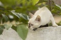 Little curious cat staring and playing around. Beautiful eyes. Royalty Free Stock Photo