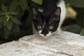 Little curious cat staring and playing around. Beautiful eyes. M Royalty Free Stock Photo