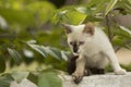 Little curious cat staring and playing around. Beautiful eyes. Royalty Free Stock Photo