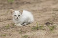 Little curious cat staring and playing around. Beautiful eyes. Royalty Free Stock Photo