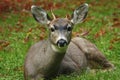 Little curious deer in Olypmic national park, US