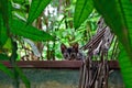 Little curious and frightened gray kitten on a fence among the greenery