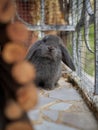 Little curious gray rabbit looking into the camera Royalty Free Stock Photo