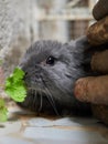 Little curious gray rabbit looking into the camera Royalty Free Stock Photo