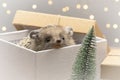 Little curious hedgehog climbs out of the gift box. European dwarf hedgehogs in the Christmas holidays