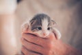 Little curious kitten in female hands close up Royalty Free Stock Photo
