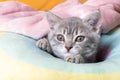 Little curious kitten on a rainbow pastel bed. Portrait of a kitten with paws. Cute striped kitten on a pillow. Newborn Royalty Free Stock Photo