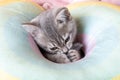 Little curious kitten on a rainbow pastel bed. Portrait of a kitten with paws. Cute striped kitten on a pillow. Newborn Royalty Free Stock Photo