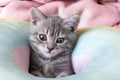 Little curious kitten on a rainbow pastel bed. Portrait of a kitten with paws. Cute striped kitten on a pillow. Newborn Royalty Free Stock Photo