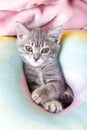 Little curious kitten on a rainbow pastel bed, vertical frame. Portrait of a kitten with paws. Cute striped kitten on a Royalty Free Stock Photo