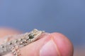 Little Curious Lizard On Human Finger