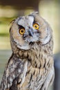 Little curious owl, close up Royalty Free Stock Photo