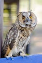 Little curious owl, close up Royalty Free Stock Photo