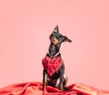 Little curious puppy miniature pinscher with heart valentines day decor