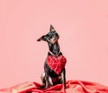 little curious puppy miniature pinscher with heart valentines day decor