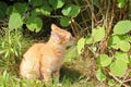 Little curious red kitten sniffing a twig