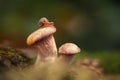 Little curious snail crawling, sitting on a mushroom. Snail close up on oyster mushroom on a green background in the Royalty Free Stock Photo