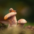 Little curious snail crawling, sitting on a mushroom in the woods. Snail close up on oyster mushroom on a green Royalty Free Stock Photo