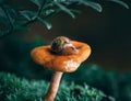 A little curious snail on an orange chanterelle mushroom in the moss. Magical forest. Macro close-up, green blurred background. Royalty Free Stock Photo