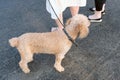 Little curly dog in a brown collar on a leash