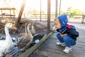 Little cute adorable caucasian curious blond toddler boy in hood sitting near many geese on farm poultry yard enjoy Royalty Free Stock Photo