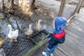 Little cute adorable caucasian curious blond toddler boy in hood standing near many geese on farm poultry yard enjoy Royalty Free Stock Photo