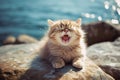 A little cute and adorable kitten yawing on a rock at the sea