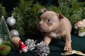 Little cute American Bully puppy sitting next to a Christmas tree decorated with toys, snowflakes, cones, angel. Royalty Free Stock Photo