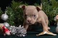 Little cute American Bully puppy sitting next to a Christmas tree decorated with toys, snowflakes, cones, angel. Royalty Free Stock Photo