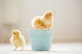 Little cute baby chicks in a bucket, playing at home Royalty Free Stock Photo