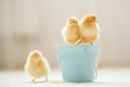 Little cute baby chicks in a bucket, playing at home Royalty Free Stock Photo