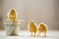 Little cute baby chicks in a bucket, playing at home Royalty Free Stock Photo