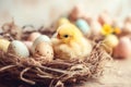 Little cute baby chicks in a bucket, playing at home, yellow newborn baby chicks Royalty Free Stock Photo